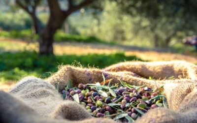 Olio extravergine delle Marche, un sapore unico